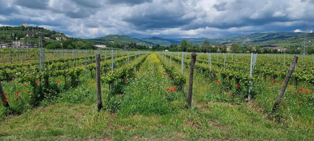 Agriturismo Alle Albare Montorio Veronese Bagian luar foto